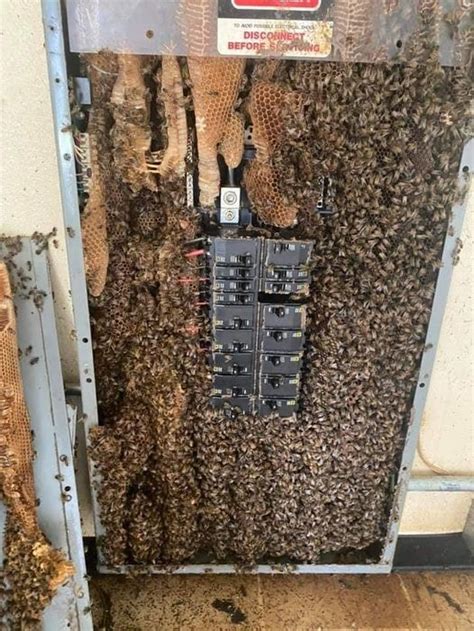 bees in electrical switch box|electrical damage to bees.